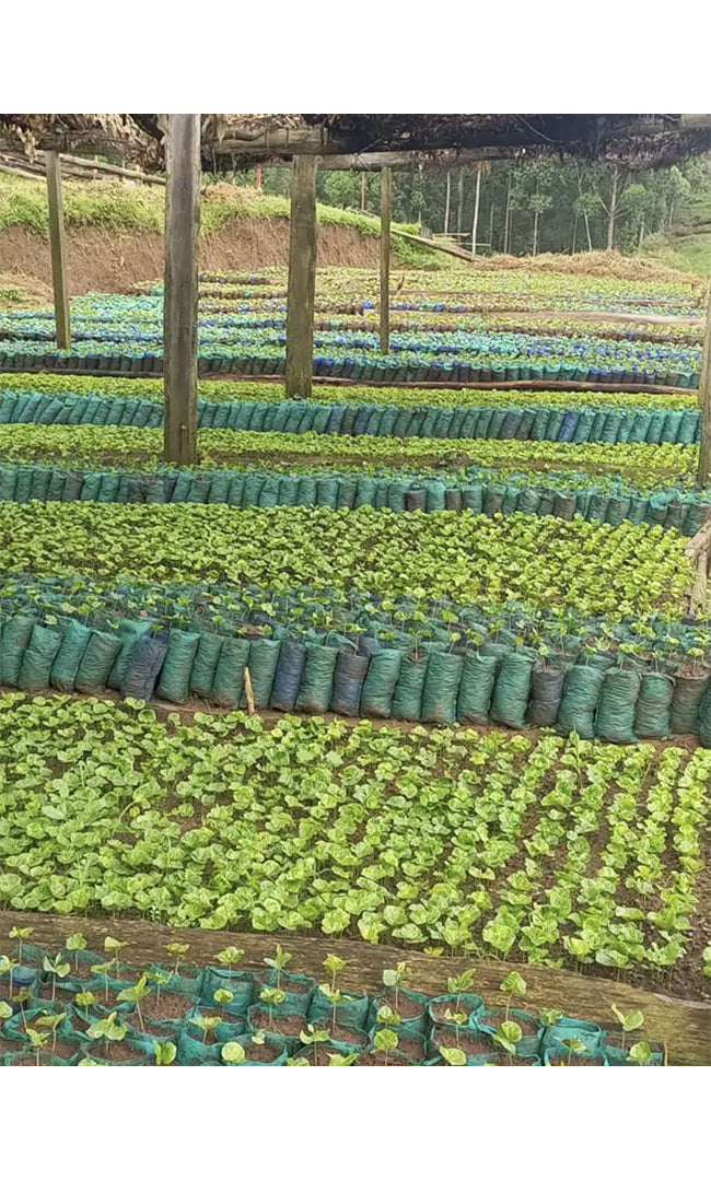 // Café du mois // BURUNDI, Inzahabu Mukingiro - Grand Cru