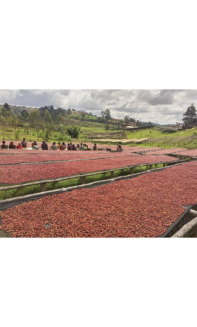 // Café du mois // BURUNDI, Inzahabu Mukingiro - Grand Cru