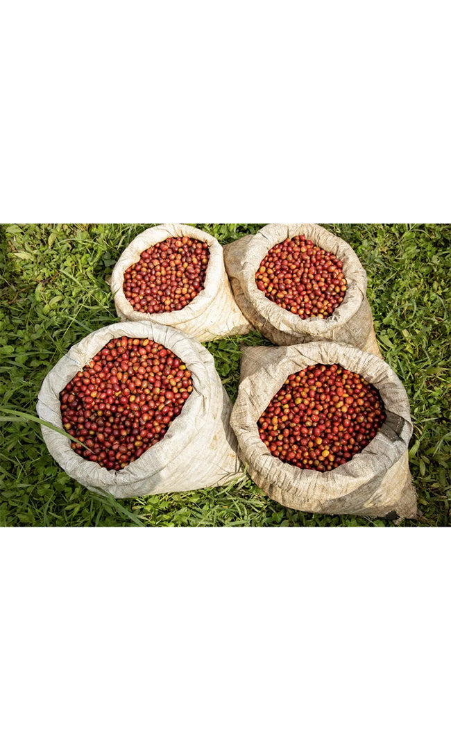 // Café du mois // BURUNDI, Inzahabu Mukingiro - Grand Cru