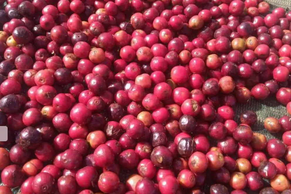 ÉTHIOPIE, Gargari Gutity - Appellation Yirgacheffe - Grand Cru