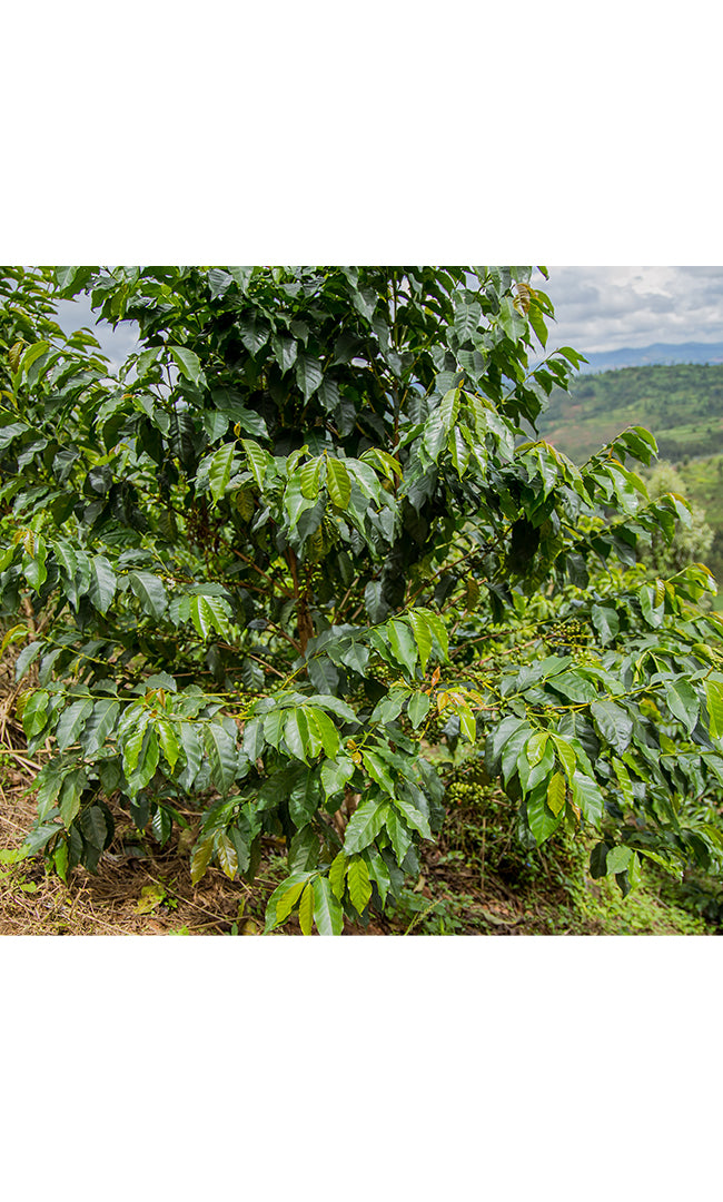 RWANDA, Ruronzi Farm - Grand Cru