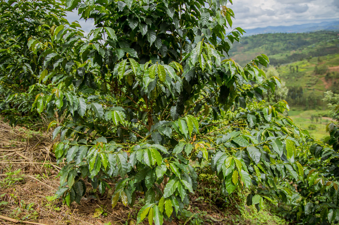 Fermentation naturelle anaérobique : le process café de spécialité qui révolutionne les arômes