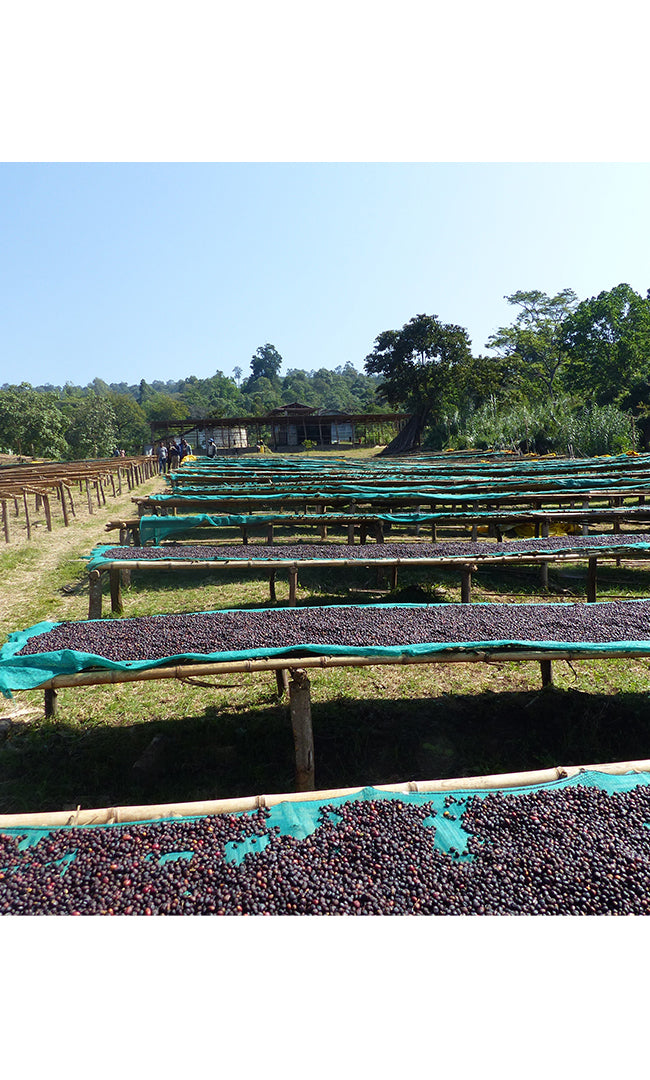 ÉTHIOPIE, Fekadu Aga Estate - GRAND CRU