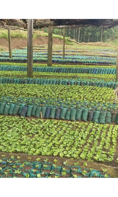 BURUNDI, Inzahabu Mukingiro - Grand Cru
