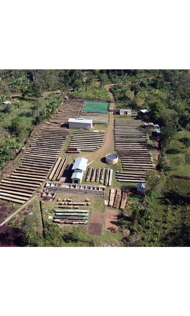 ÉTHIOPIE, Halo Beriti - Appellation Yirgacheffe - Grand Cru BIO