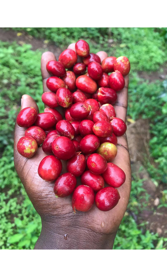 RWANDA, Ruronzi Farm - Grand Cru