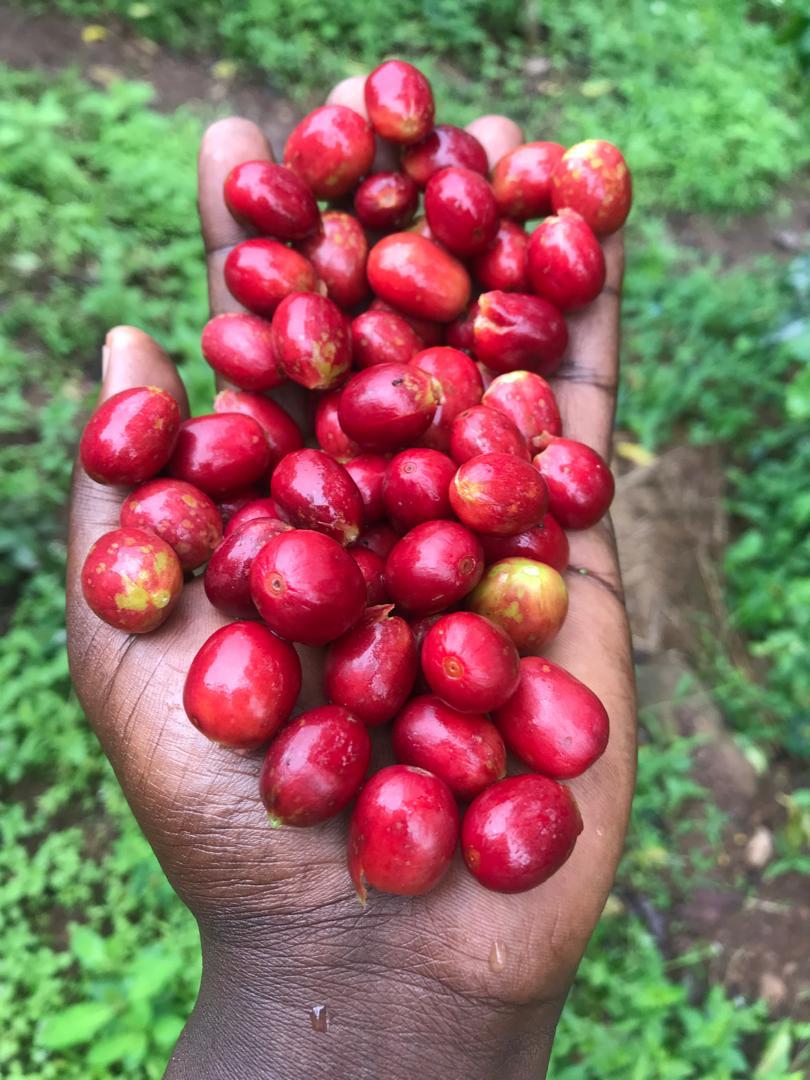 RWANDA, Ruronzi Farm - Grand Cru
