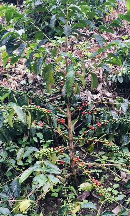 RWANDA, Ruronzi Farm - Grand Cru