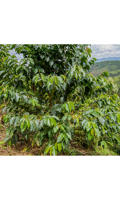 RWANDA, Ruronzi Farm - Grand Cru